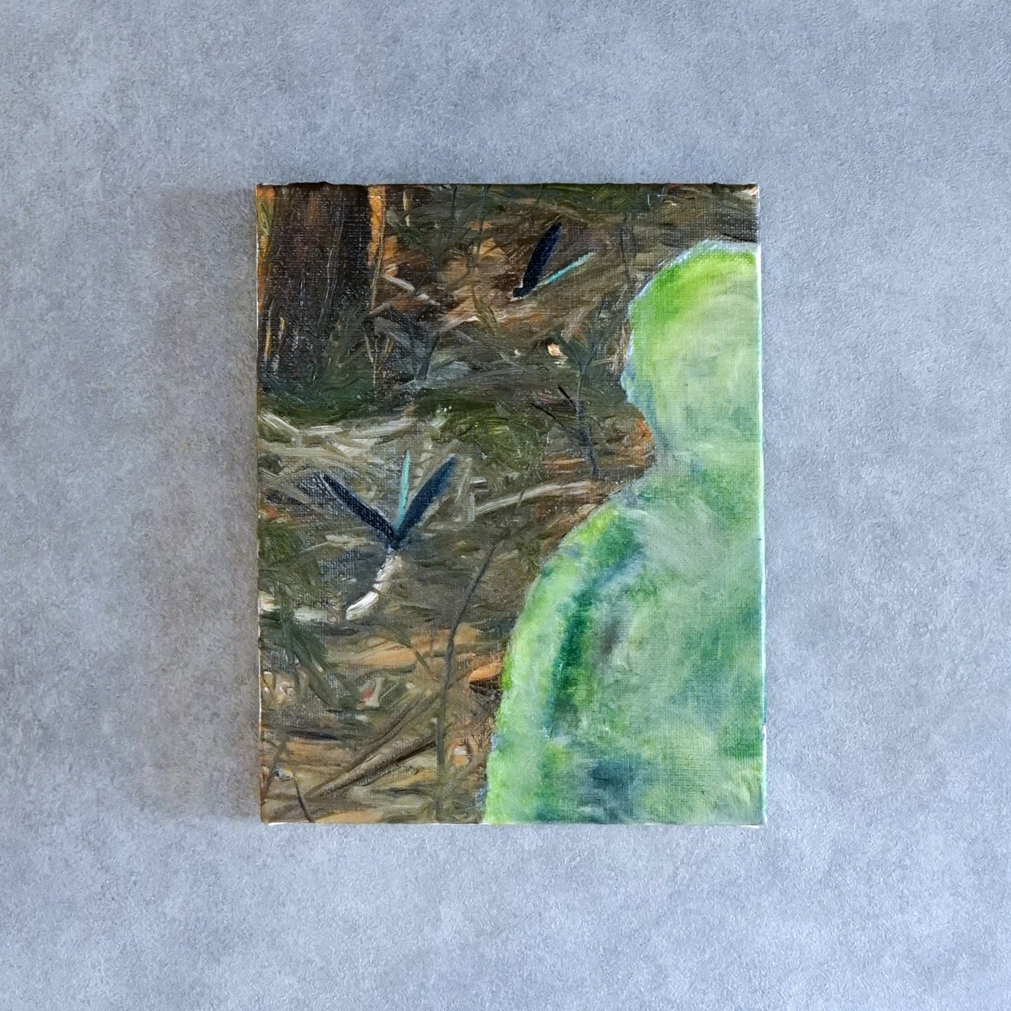 福原優太 | Ohaguro dragonflies at Myojoin